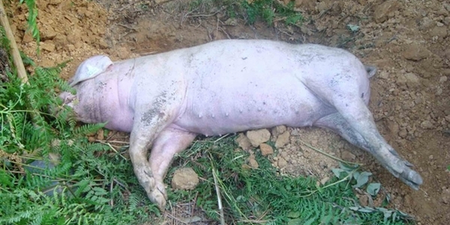 防讯关头村支书不先救人却救猪 令人费解！