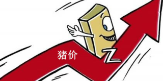 当前需求提振力度不足 猪价在9.2元/斤附近调整