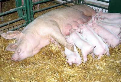引起母猪产仔数量少的关键环节