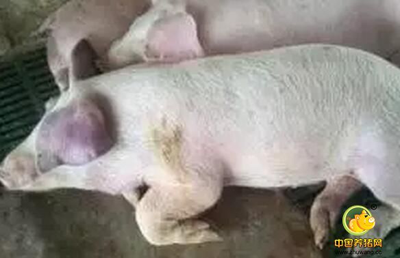 如何从眼观上正确的分析诊断猪病？_猪病门诊