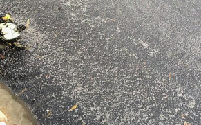 不能忍!猪场粪水漆黑如墨，直接排入江中遭举报