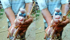 惊呆！农家母猪生下怪胎 小猪长了“象鼻子”和“鸡冠”