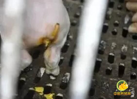 导致仔猪分泌性或营养性腹泻的原因是什么呢？