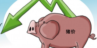 猪价不动了竟是因为养猪集团在8月集中抛售卖猪？