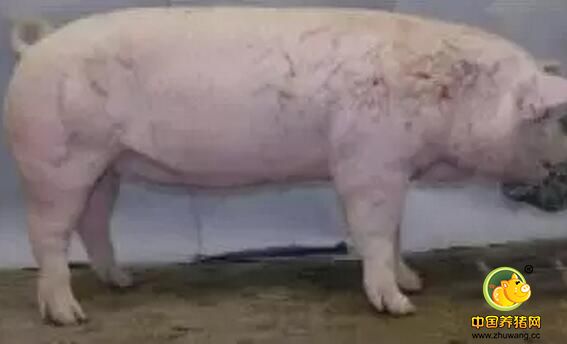 夏季如何有效让种猪安全渡过“不育期”？