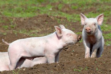 为什么夏季猪呼吸道疾病更严重?怎样治疗最合适?_猪病门诊