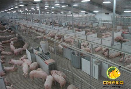 避免传染病来袭，你得掌握这套猪场防疫方案