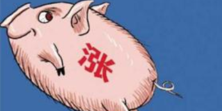 目前供需暂时保持平稳 预计本周猪价刚刚好