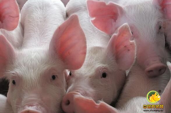 夏秋交替哪些病高发？几招轻松做好防控_猪病门诊