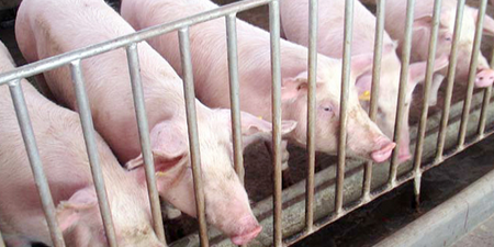 家庭猪场才是中国养猪界中打不死的小强？！