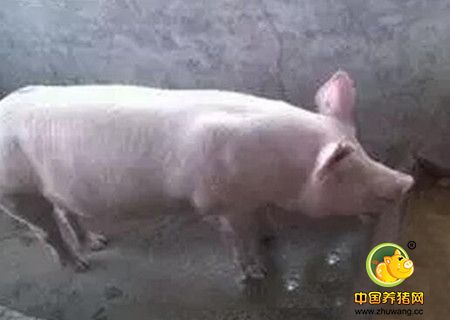 母猪不吃食原因多，这几个方面来解决！