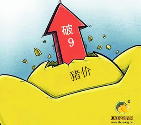 湖南猪价“淡季不淡” 保持在“9元时代”