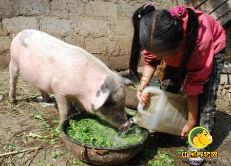 大豆叶喂猪，饲料成本降低25%的秘密！