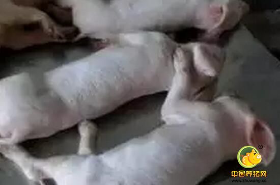如何保护母猪的肝脏？听国外专家怎么说