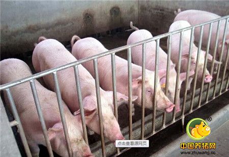 一套严格的猪场卫生防疫管理措施