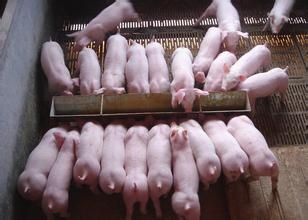 养猪基础知识及养猪技术大全