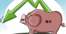 短期猪价稳中窄幅调整 后期“秋高气爽”送利好