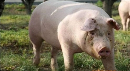 赶走“外来病”，猪猪好健康！_猪病门诊