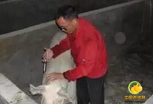 母猪打针小窍门儿
