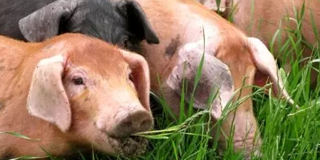 面对进口猪肉的冲击，如何提振猪价很重要