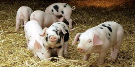 吉安新干：“床上”养猪粪水不发臭 告别养猪群众不发愁