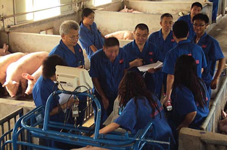 此举，或将迎来中国生猪育种领域大地震？！