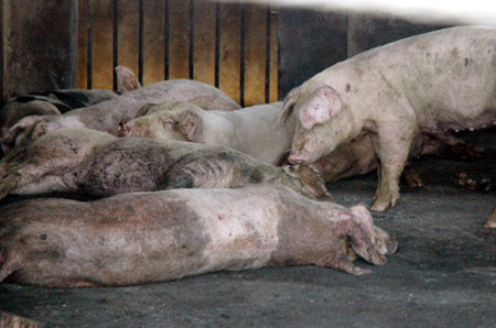 黑龙江宾县一养猪场凌晨起火烧死600头“二师兄”