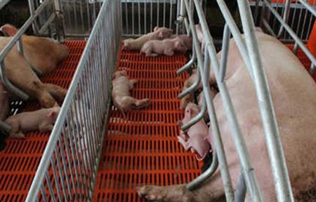 “二胎母猪综合证”的发病原因及预防措施！_猪病门诊