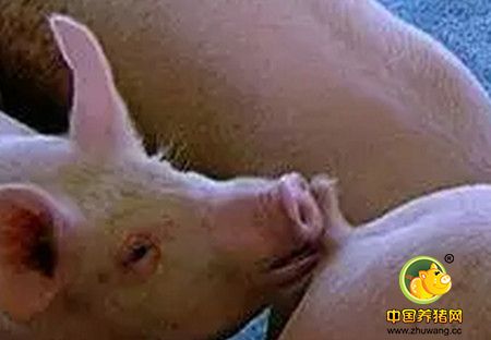 经验兽医教你如何防治“猪咬尾症”