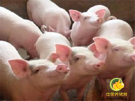 成功进行仔猪教槽料饲喂的三个策略