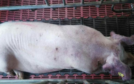 养猪户或者应该懂得猪病防治黄金规则！