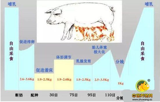 母猪的七个阶段饲养管理工作