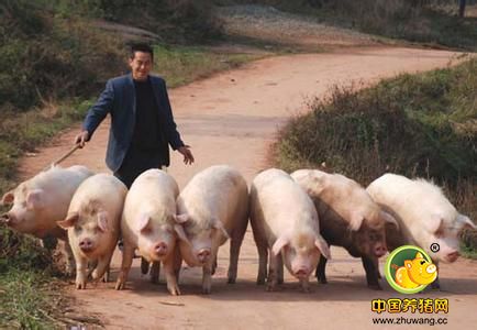 生猪养殖结构养殖模式发生变化 转型拖累供给