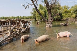 损失惨重！这8个省6月以来因灾死亡生猪60万头