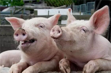 猪呼吸道症状-猪打喷嚏_猪病门诊