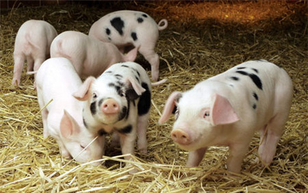 早期检测致病性的负载检测是非常重要和有用的工具！_猪病门诊