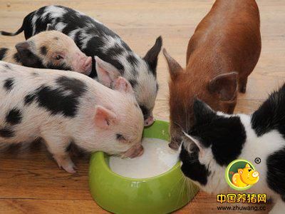 忽视这七大细节！容易造成猪场猪副嗜血杆菌、链球菌高发！_猪病门诊