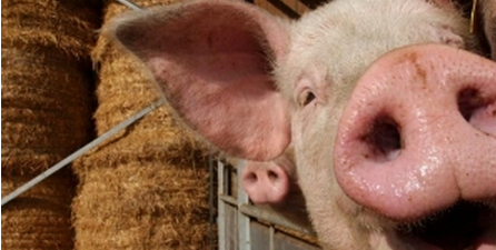 一头猪能赚近千元 温氏股份半年赚了72亿