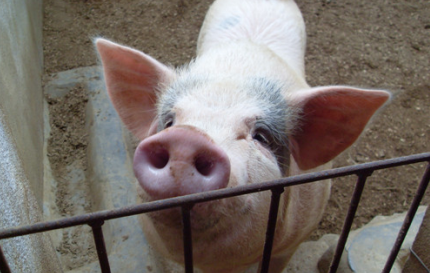 浅谈常见产房仔猪腹泻的类别