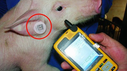 猪也有身份证！养殖场生猪持