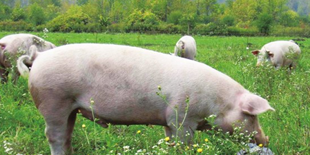 农业部左玲玲：十三五期间畜牧业规划如下