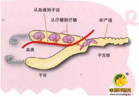 母猪产程过长，别忽视对仔猪的处理