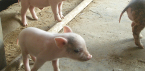 养猪场弱仔问题，往往是疫病的爆发点