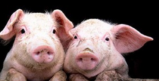 自繁自养方式养猪也是有缺点的，您注意到了吗