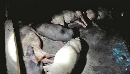 天灾！惊雷击中猪圈 8头即将出栏生猪瞬间毙命