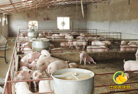 猪总是莫名生病，查查是不是中了下面这些毒?