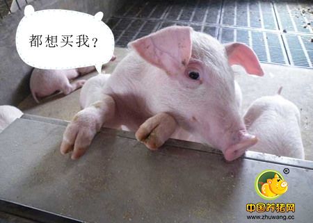 交易活跃度提升 整体猪价再度上行形成利好
