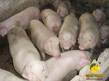 山西：适度规模建1000个家庭牧场 年出栏商品猪500万头