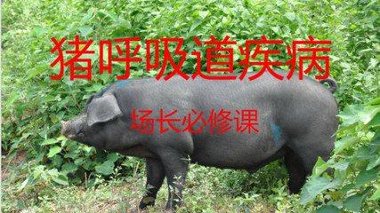 “冷“出来的副猪，“打”出来链球菌，“捂”出来的呼吸道