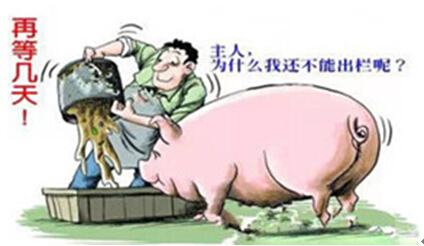 供需不能完全决定行情 猪价将维持在9.3元/斤